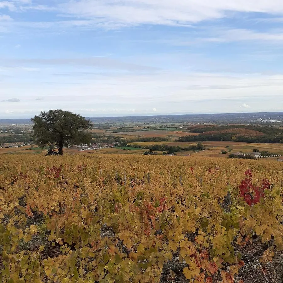 Gite Le Chene Du Py Villie-Morgon 0*,